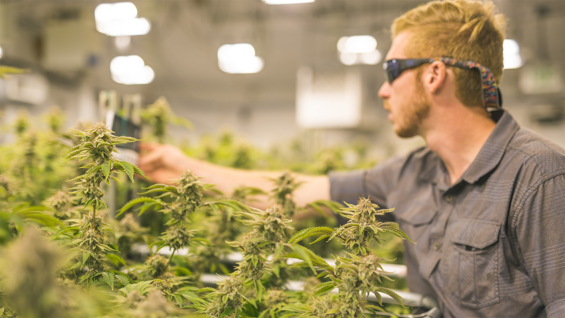 Cannibas grower working with plants